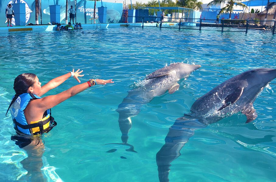 Swim with dolphins in Puerto Vallarta at Aquaventuras Park