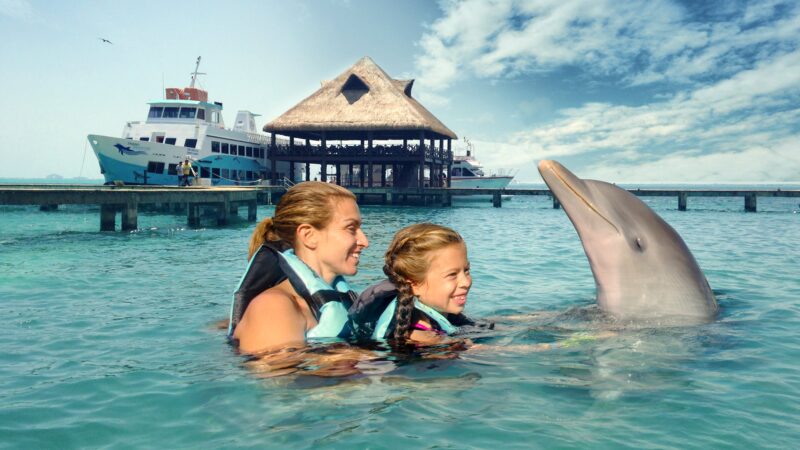 The Top 3 Places to Swim with Dolphins in Jamaica
